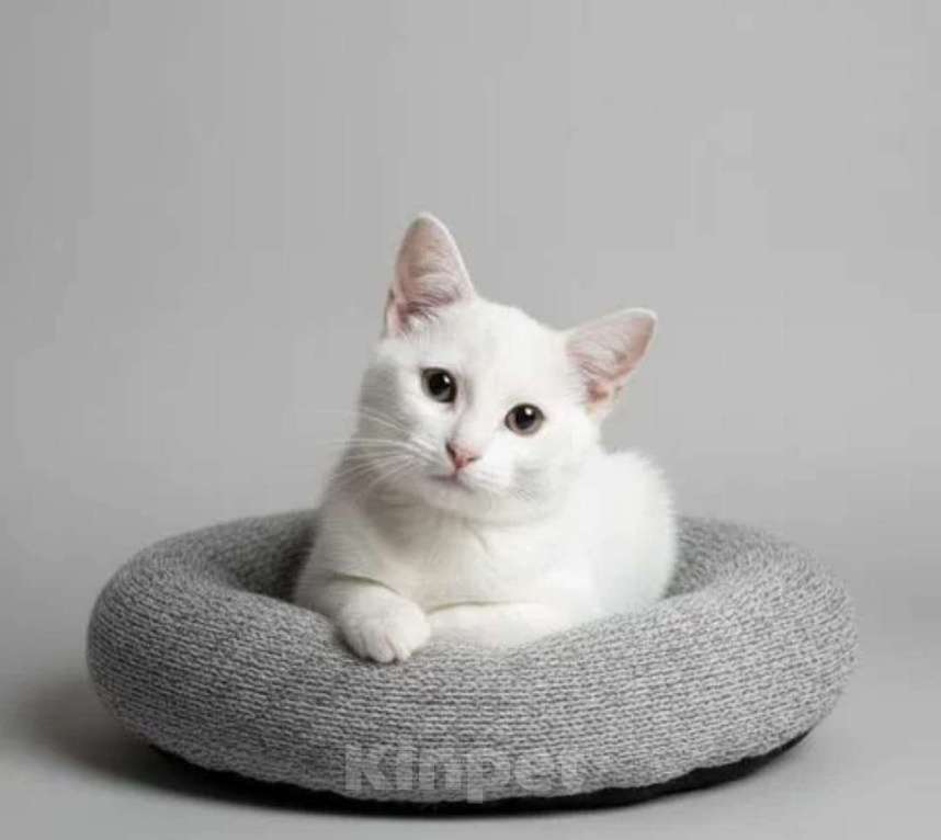 Кошки в Санкт-Петербурге: Белый ангел в ваш дом, котенок 3 месяца Мальчик, Бесплатно - фото 2