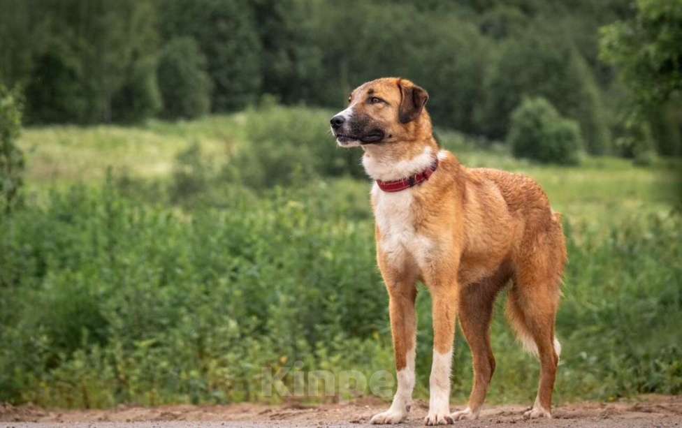 Собаки в других городах Владимирской области: Рыжая принцесса в добрые руки Девочка, Бесплатно - фото 3