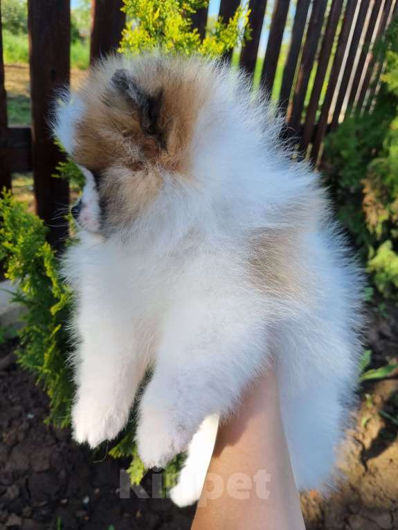 Собаки в Котельниково: Мальчик 2 Мальчик, 80 000 руб. - фото 5