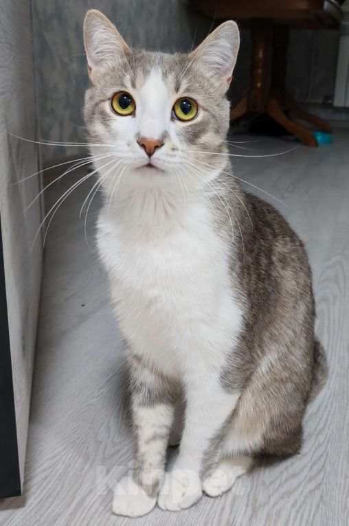Кошки в Уфе: Очаровательный Филя Мальчик, 500 руб. - фото 2