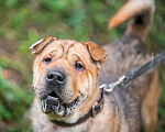 Собаки в Ногинске: Метис шарпея Шарон в поиске дома Мальчик, Бесплатно - фото 3
