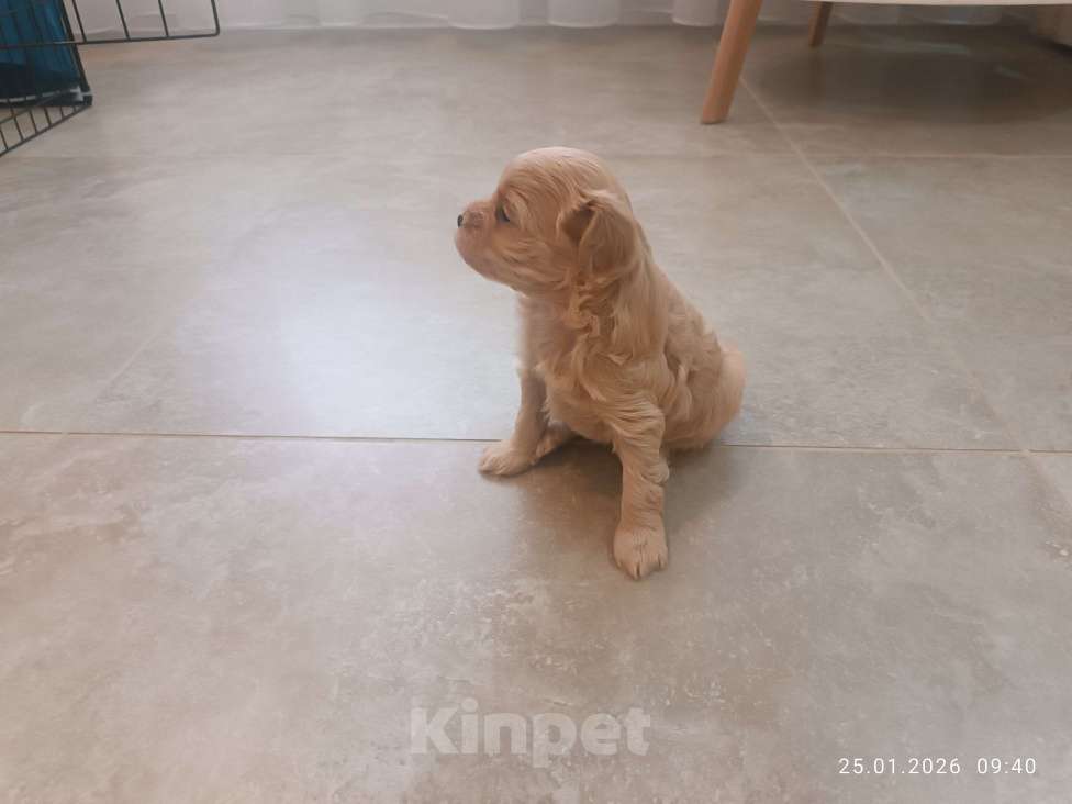 Собаки в Краснодаре: Продаю мальтипу  f1, дата рождения 28.12.2025. Мама мальтийская болонка, папа той пудель Китай Девочка, 80 000 руб. - фото 5