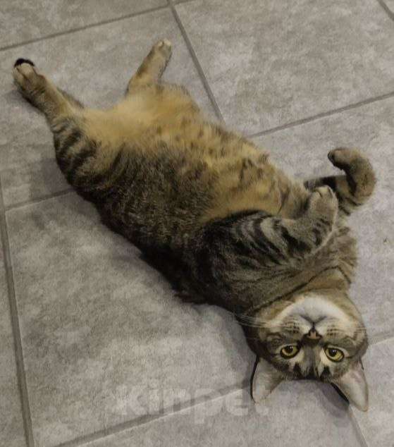 Кошки в Москве: Кошка Плюша ищет дом  Девочка, Бесплатно - фото 2