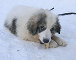 Собаки в Москве: Щенки ШОУ-КЛАССА Пиренейская горная собака Девочка, 100 000 руб. - фото 10