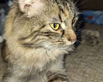 Кошки в Липецке: Пушистая Роза) Девочка, Бесплатно - фото 4