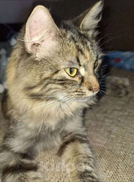 Кошки в Липецке: Пушистая Роза) Девочка, Бесплатно - фото 4