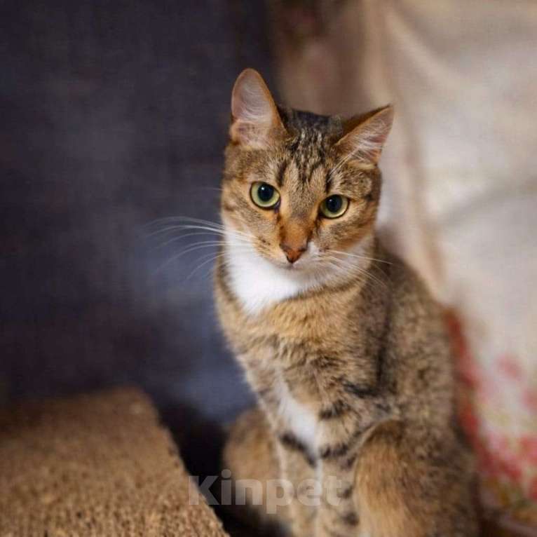 Кошки в Москве: Интелегентный котик Честер Мальчик, Бесплатно - фото 4