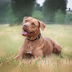 Американский питбультерьер (питбуль)