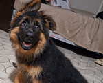 Собаки в Иркутске: Немецкая овчарки длинношерстная. Щенки в Иркутске Мальчик, 50 000 руб. - фото 1