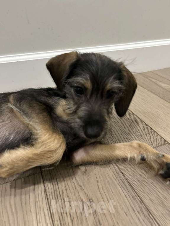 Собаки в Москве: Якутята ппбж Девочка, Бесплатно - фото 2