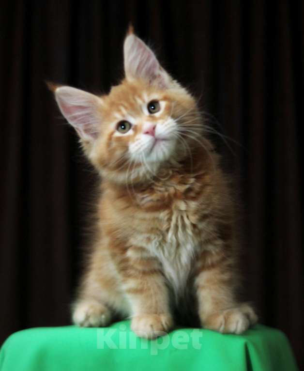 Кошки в Иваново: Котёнок мейн кун . Мальчик, 50 000 руб. - фото 4