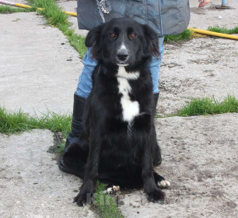 Собаки в Москве: Молоденькая красавица Оливка ищет свою родную семью  Девочка, Бесплатно - фото 6