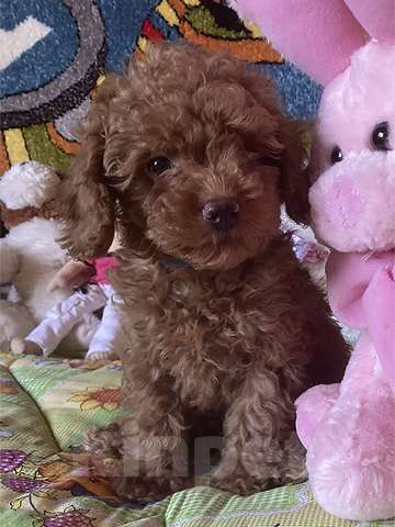 Собаки в других городах Московской области: Щенки той-пуделя Мальчик, Бесплатно - фото 3