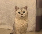 Кошки в Кубинке: Вязка  Мальчик, 2 500 руб. - фото 2