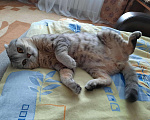 Кошки в Карачеве: Вязка, 1 200 руб. - фото 4
