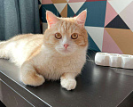 Кошки в Твери: Молодой котик в добрые руки Мальчик, 10 руб. - фото 1