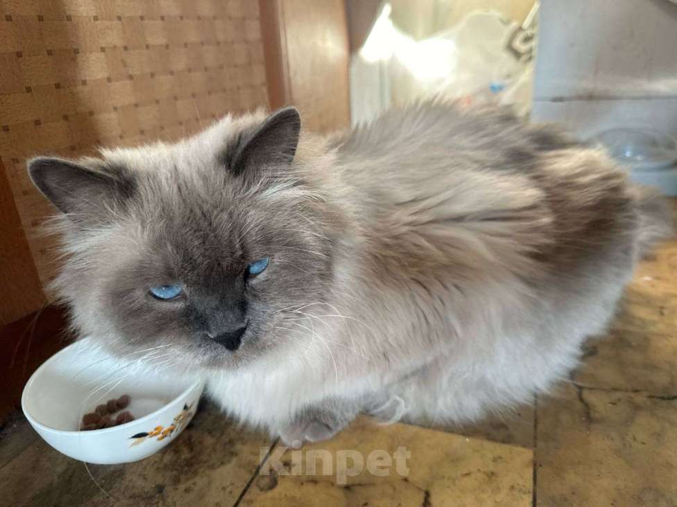 Кошки в Москве: Котик Мао ищет дом Мальчик, Бесплатно - фото 3