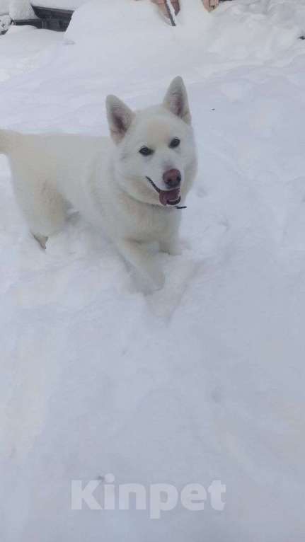 Собаки в Смоленске: Малыш ищет дом Мальчик, Бесплатно - фото 2