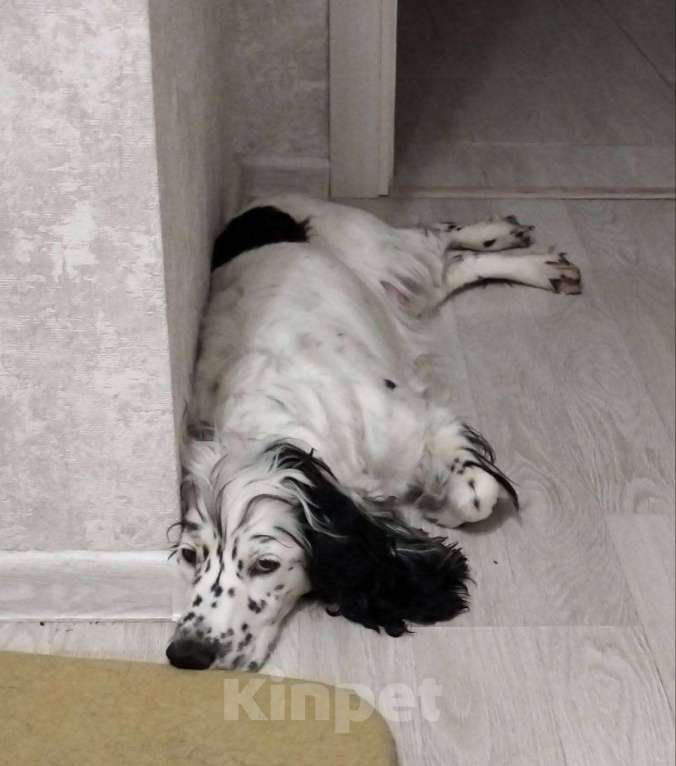 Собаки в Лосином-Петровском: Эммма русский спаниель в добрые руки Девочка, Бесплатно - фото 4