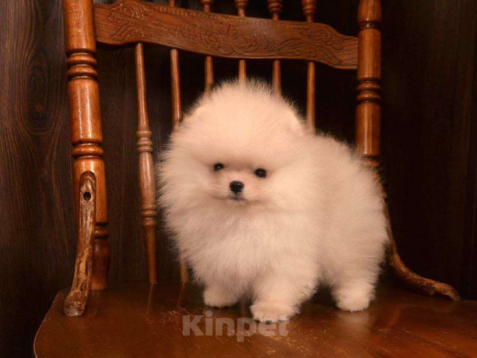 Собаки в Москве: Померанский шпиц (очаровательный мальчик)  Мальчик, 65 000 руб. - фото 1