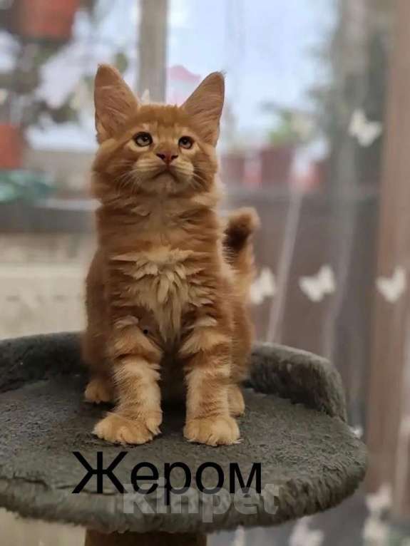 Кошки в Череповце: Котята Мейн Кун Мальчик, Бесплатно - фото 1
