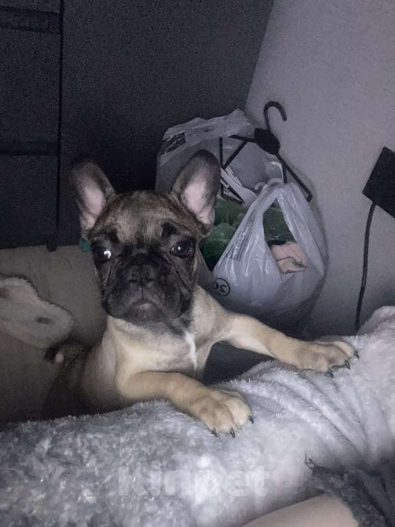 Собаки в Краснодаре: Французский бульдог  Мальчик, 13 000 руб. - фото 2