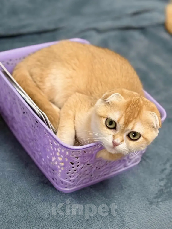 Кошки в Москве: Джинни Девочка, 60 000 руб. - фото 1