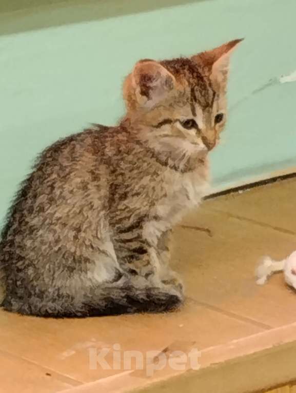 Кошки в Москве: Кошечка Девочка, Бесплатно - фото 1