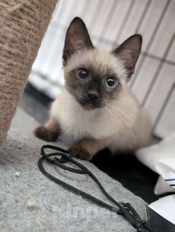 Кошки в Жуковском: Котенок мальчик в добрые руки Мальчик, Бесплатно - фото 5