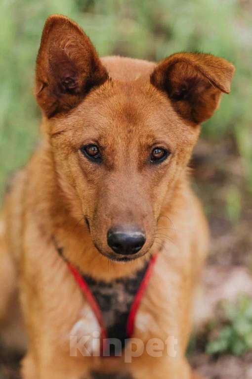 Собаки в Москве: Люмус ищет дом  Мальчик, Бесплатно - фото 4