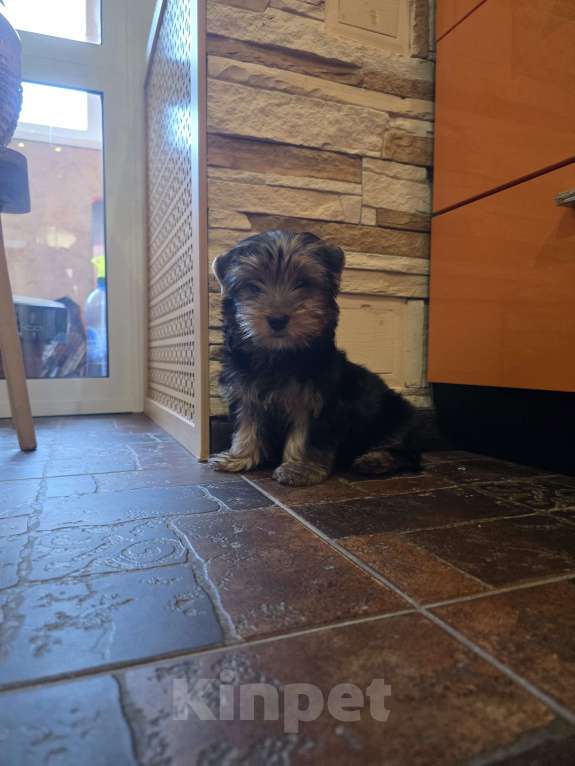 Собаки в Владимире: Щенок йоркширского терьера Мальчик, 16 000 руб. - фото 2