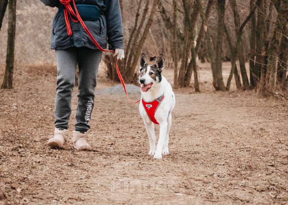 Собаки в Москве: Без глазика, но с большим сердцем. Гоша - уникальный, добрый пёс-друг из приюта в добрые руки Мальчик, Бесплатно - фото 4