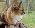 Кошки в Москве: Кошка Сильва 2 года, стерилизована и привита Девочка, Бесплатно - фото 1