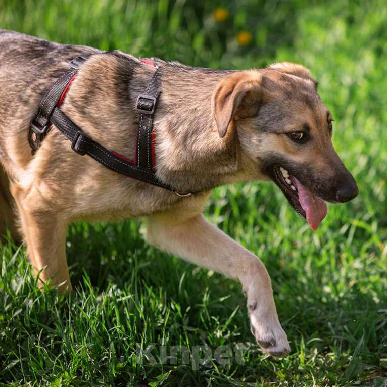 Собаки в Москве: Лайфа Девочка, Бесплатно - фото 2