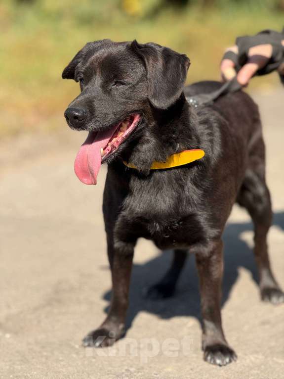 Собаки в Москве: Щенок Марио Мальчик, Бесплатно - фото 10