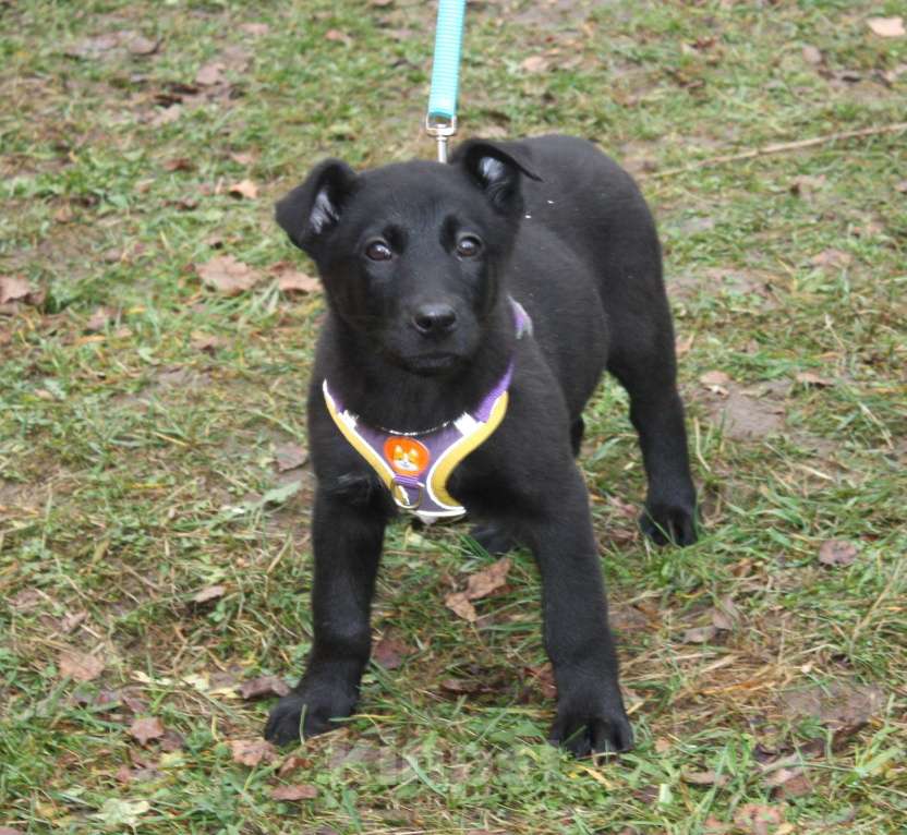 Собаки в Москве: Нежная малышка Пума ищет свою любящую семью! Девочка, Бесплатно - фото 6