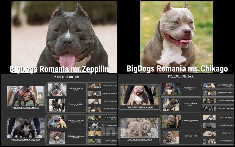 Собаки в Севастополе: Щенки Американского булли 100% крови BigDogs Romania Мальчик, 50 000 руб. - фото 1