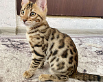 Кошки в Москве: Бенгальский мальчик Мальчик, 50 000 руб. - фото 2