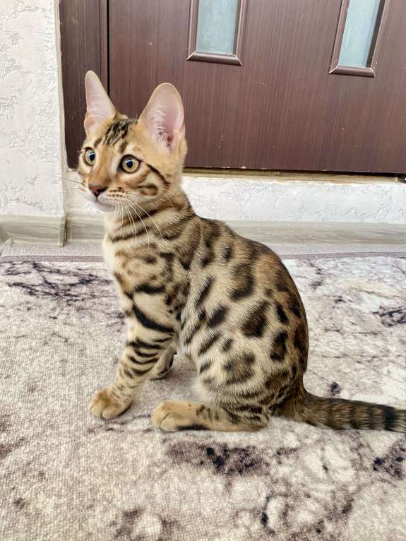 Кошки в Москве: Бенгальский мальчик Мальчик, 50 000 руб. - фото 2