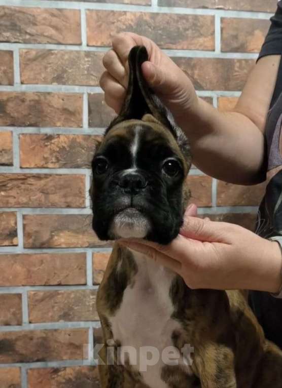 Собаки в Москве: ЩЕНКИ НЕМЕЦКОГО БОКСЕРА Девочка, Бесплатно - фото 4