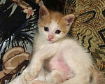 Кошки в Москве: Крохотный котенок ищет семью Мальчик, Бесплатно - фото 3