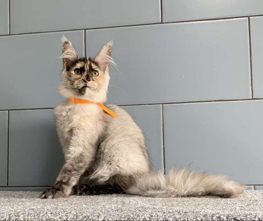 Кошки в других городах Московской области: Красотка мейн кун из питомника с документами Девочка, 50 000 руб. - фото 5