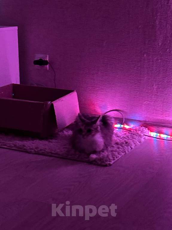 Кошки в Москве: Отдам ласковую кошечку в добрые руки,срочно!! Девочка, Бесплатно - фото 2