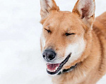 Собаки в Москве: Рыжая красавица собачка Белла в добрые руки Девочка, 1 руб. - фото 5