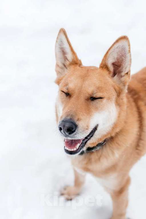 Собаки в Москве: Рыжая красавица собачка Белла в добрые руки Девочка, 1 руб. - фото 5