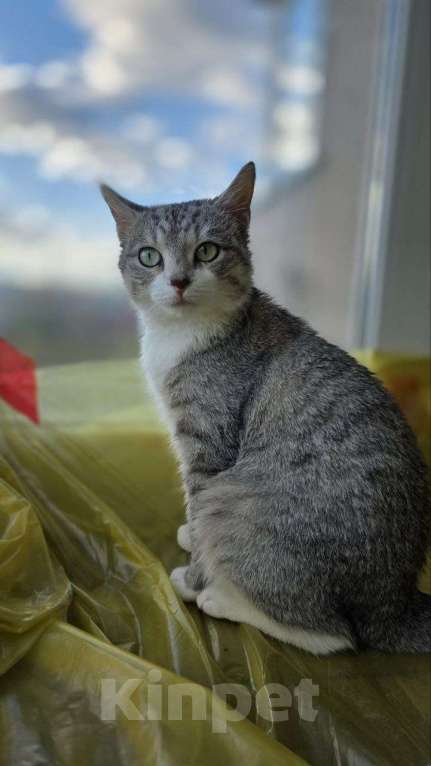 Кошки в Москве: Полынька — ангел в кошачьем обличье! Девочка, Бесплатно - фото 5