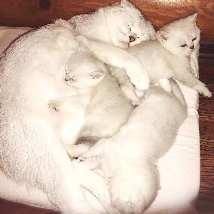 Кошки в Москве: Шотландцы и Британцы котята купить в Москве, Питомник кошек SILVER SHARM Девочка, 30 000 руб. - фото 4