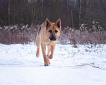 Собаки в Ногинске: Ерема - метис немецкой овчарки ждет свою семью в приюте Мальчик, Бесплатно - фото 8