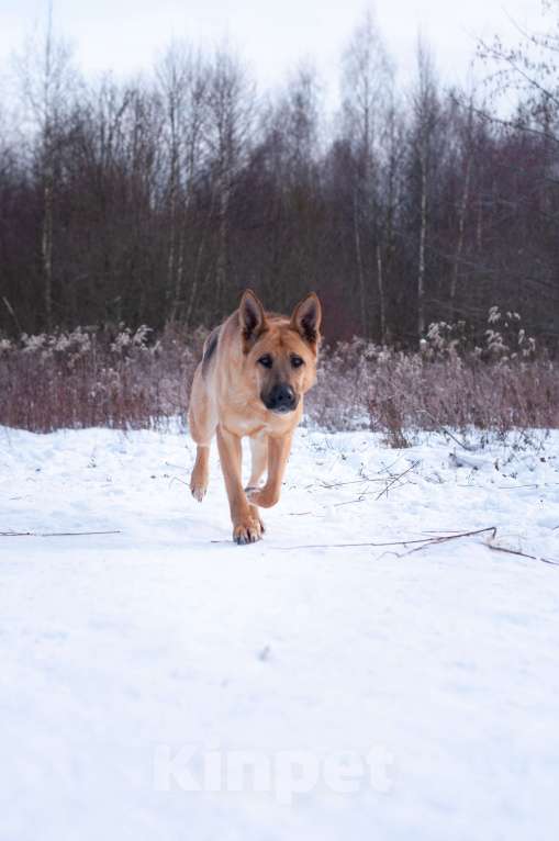 Собаки в Ногинске: Ерема - метис немецкой овчарки ждет свою семью в приюте Мальчик, Бесплатно - фото 8