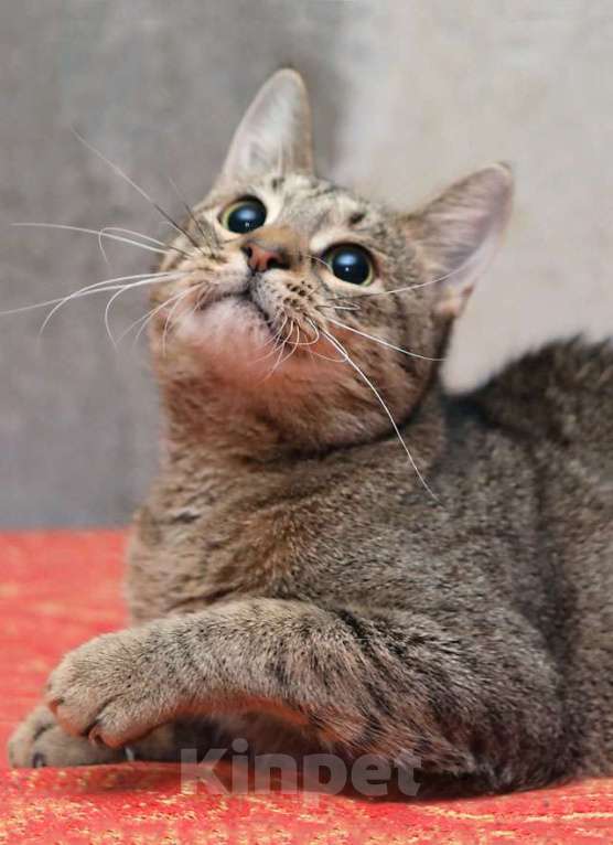 Кошки в Санкт-Петербурге: Ищет дом молодой тигровый котик Сема Мальчик, 10 руб. - фото 3